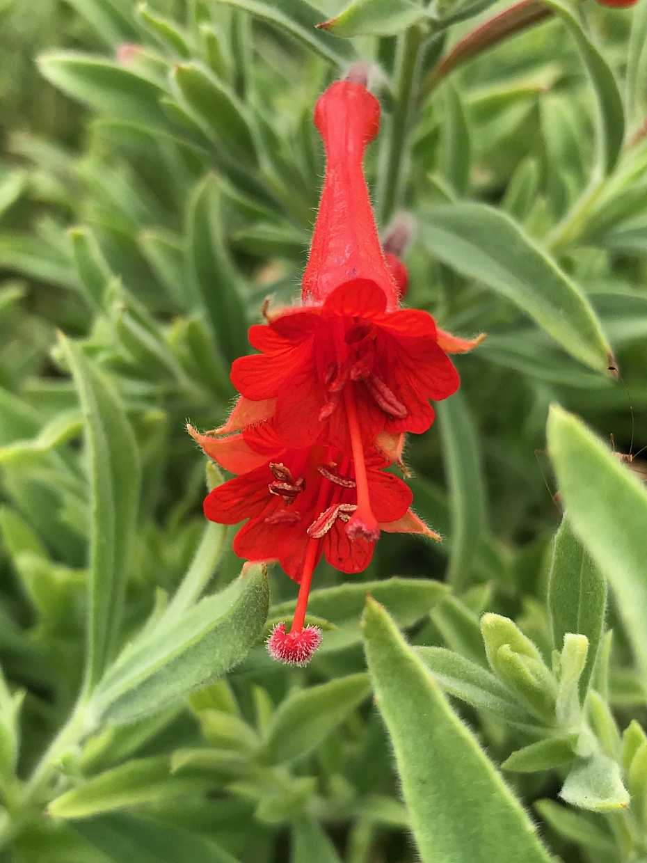 Epilobium canum ssp. canum – California Fuchsia
