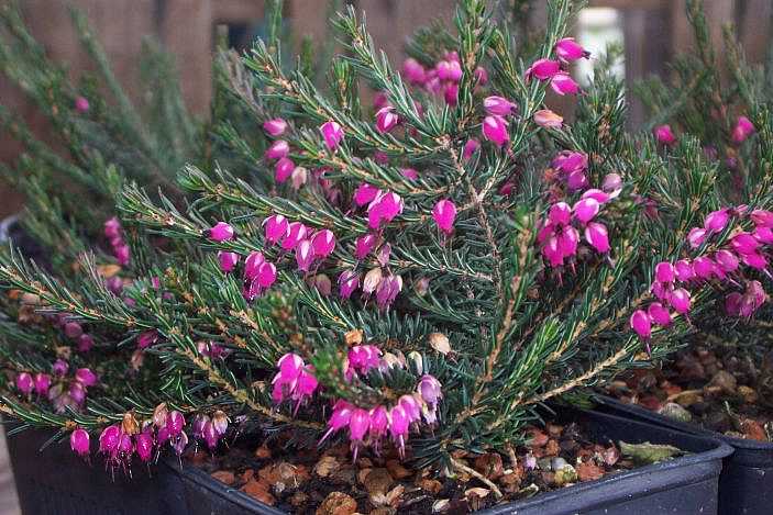 Erica x darleyensis 'Kramer’s Red' – Darley Heath