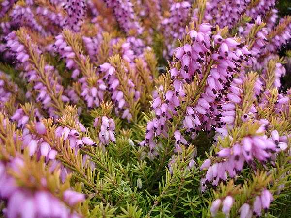 Erica x darleyensis 'Mary Helen' – Darley Heath