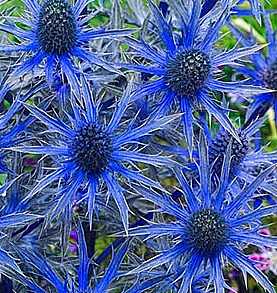 Eryngium zabelii 'Big Blue' – Sea Holly