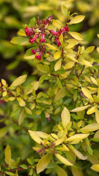 Escallonia 'Golden Carpet' – Golden Escallonia