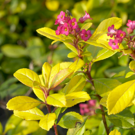 Escallonia 'Golden Carpet' – Golden Escallonia