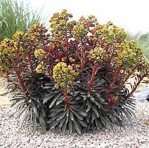 EUPHORBIA Blackbird = 'Nothowlee' (Available Now)