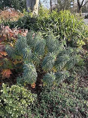 Euphorbia characias subsp. wulfenii – Spurge