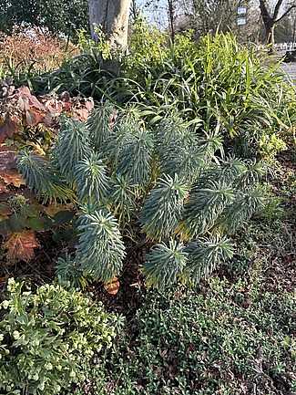 Euphorbia characias subsp. wulfenii – Spurge