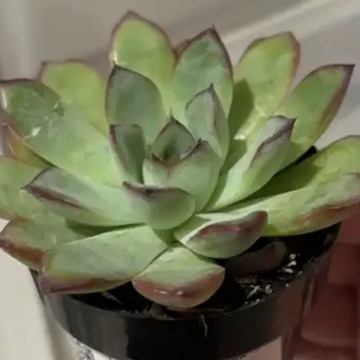 ECHEVERIA pulidonis Pulido's Echeveria