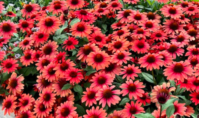 ECHINACEA hybrid Panama 'Red'