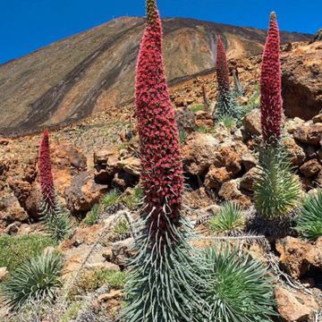 Echium wildpretii – Tower of Jewels