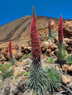 Echium wildpretii – Tower of Jewels