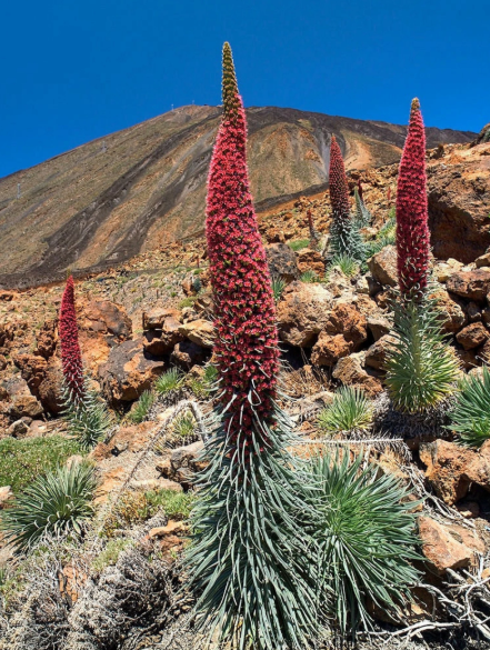 Echium wildpretii – Tower of Jewels