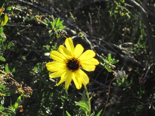 Encelia californica – California Bush Sunflower