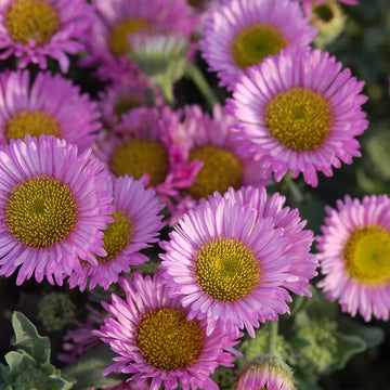 ERIGERON glaucus 'Sea Breeze'