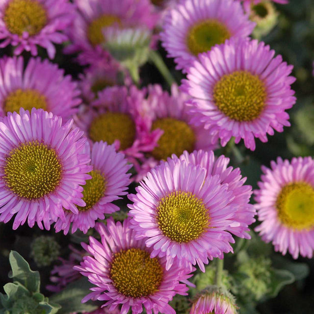 Erigeron glaucus 'Sea Breeze' – Seaside Daisy