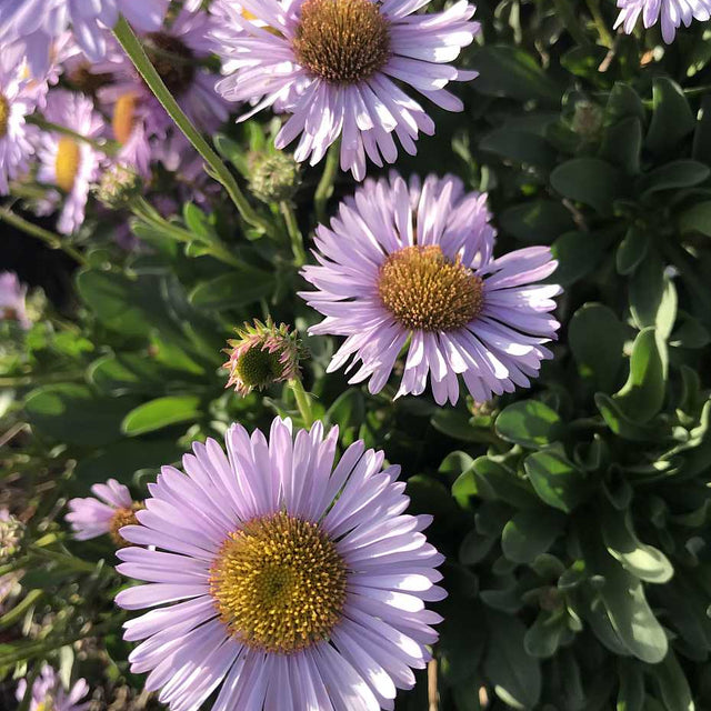 Erigeron glaucus 'Wayne Roderick' – Seaside Daisy