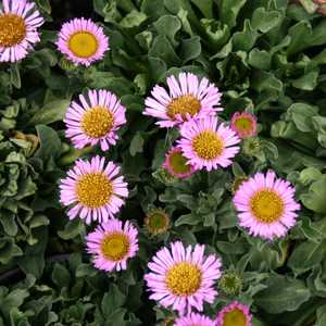 Erigeron glaucus 'Cape Sebastian' – Seaside Daisy