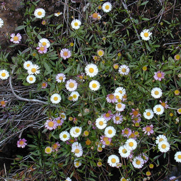 ERIGERON karvinskianus