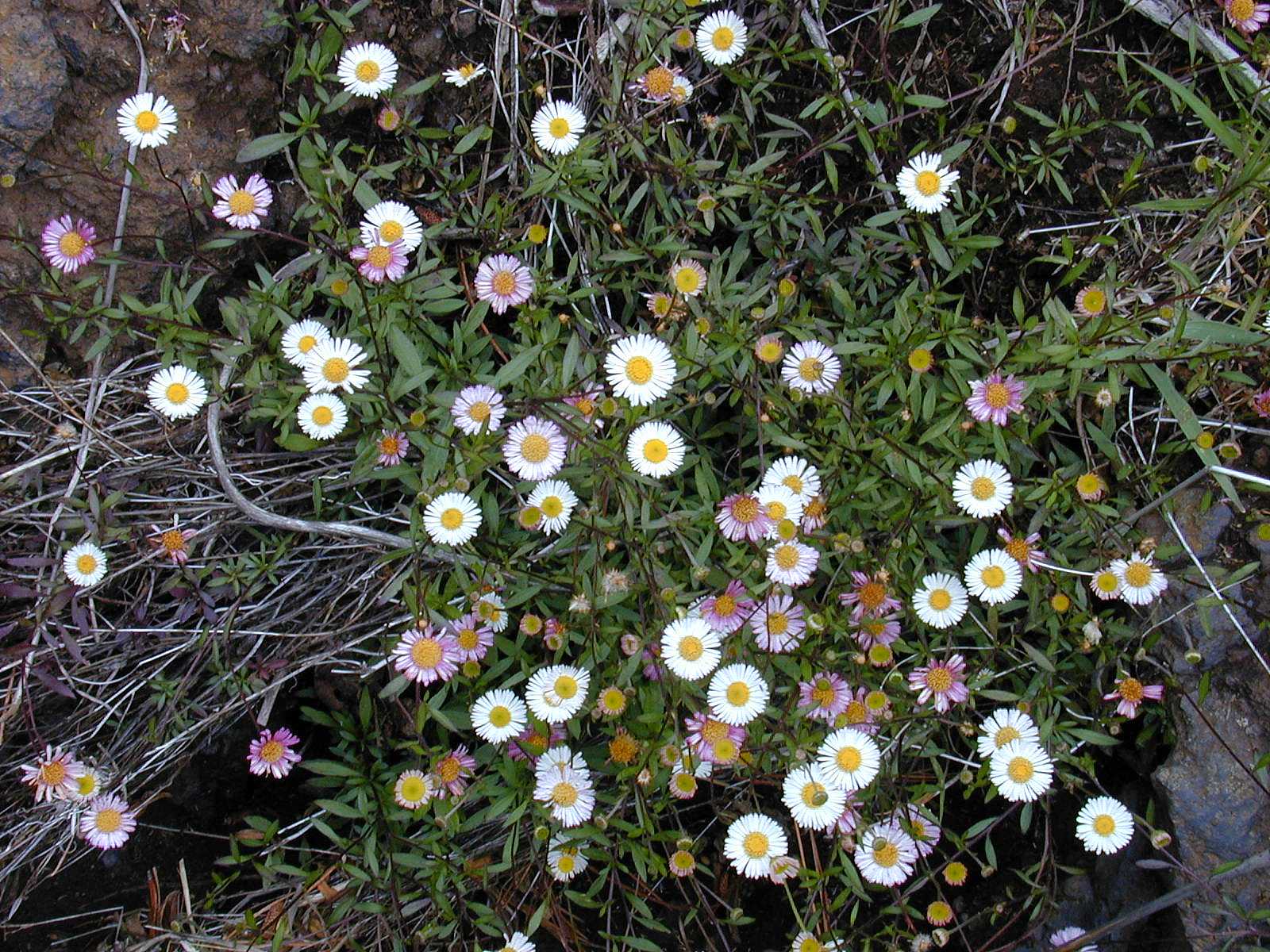 ERIGERON karvinskianus