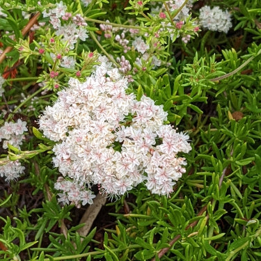 Eriogonum fasciculatum 'Warriner Lytle' – California Buckwheat