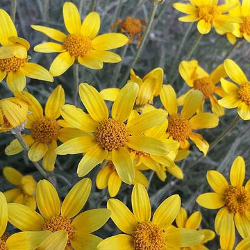 Eriophyllum lanatum – Woolly Sunflower, Oregon Sunshine