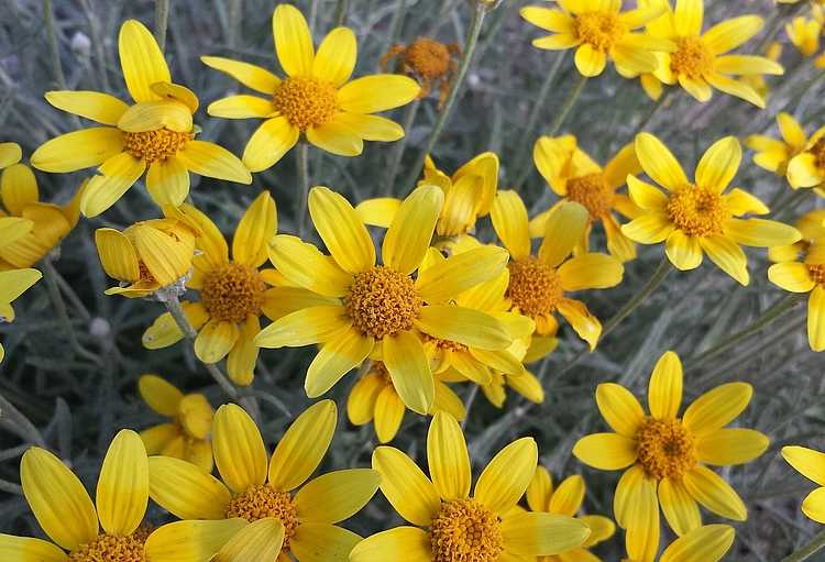Eriophyllum lanatum – Woolly Sunflower, Oregon Sunshine