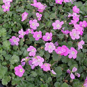 ERODIUM x variabile 'Bishop's Form' (Available Now)
