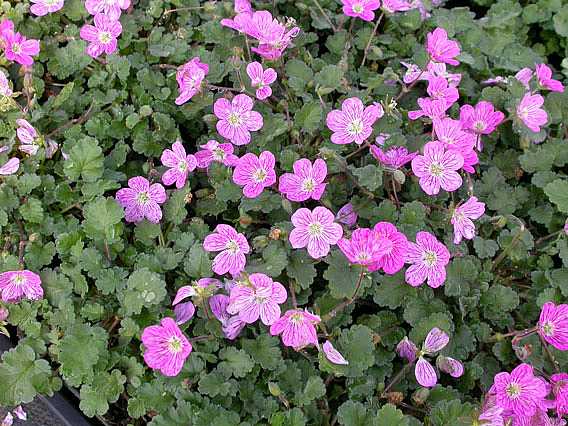 Erodium x variabile 'Bishop's Form' – Alpine Geranium