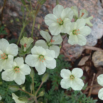 Erodium chrysanthum – Alpine Geranium, Heronsbill