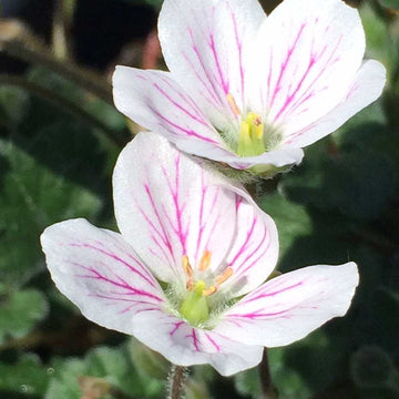 ERODIUM reichardii 'Album' (Available Now)