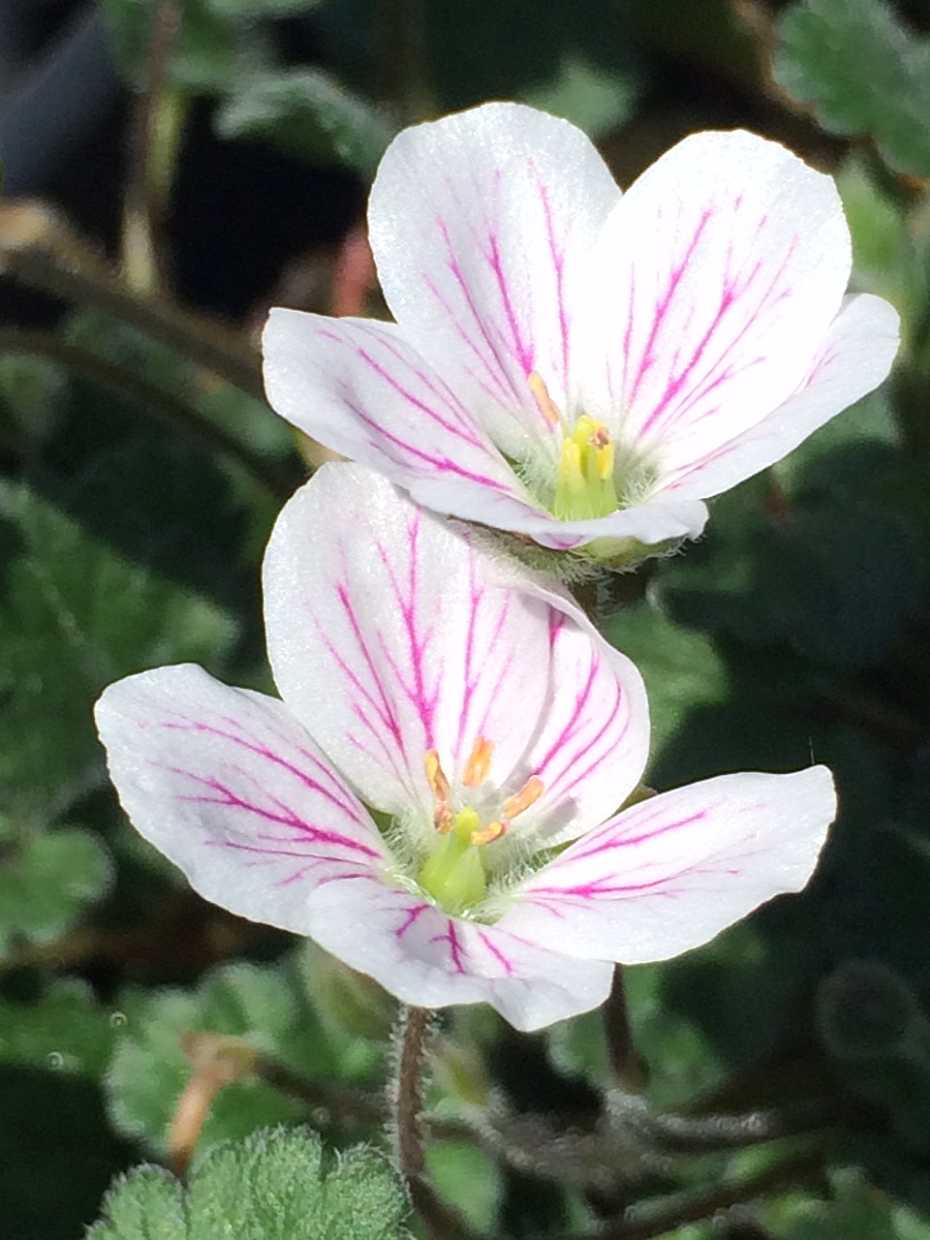 ERODIUM reichardii 'Album' (Available Now)