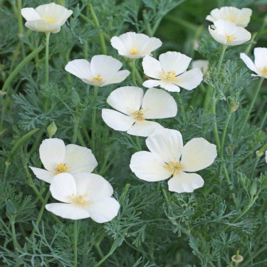 Eschscholzia californica 'White Linen' – California Poppy