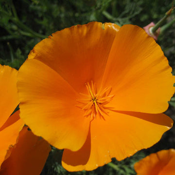 Eschscholzia californica 'Orange King' – California Poppy