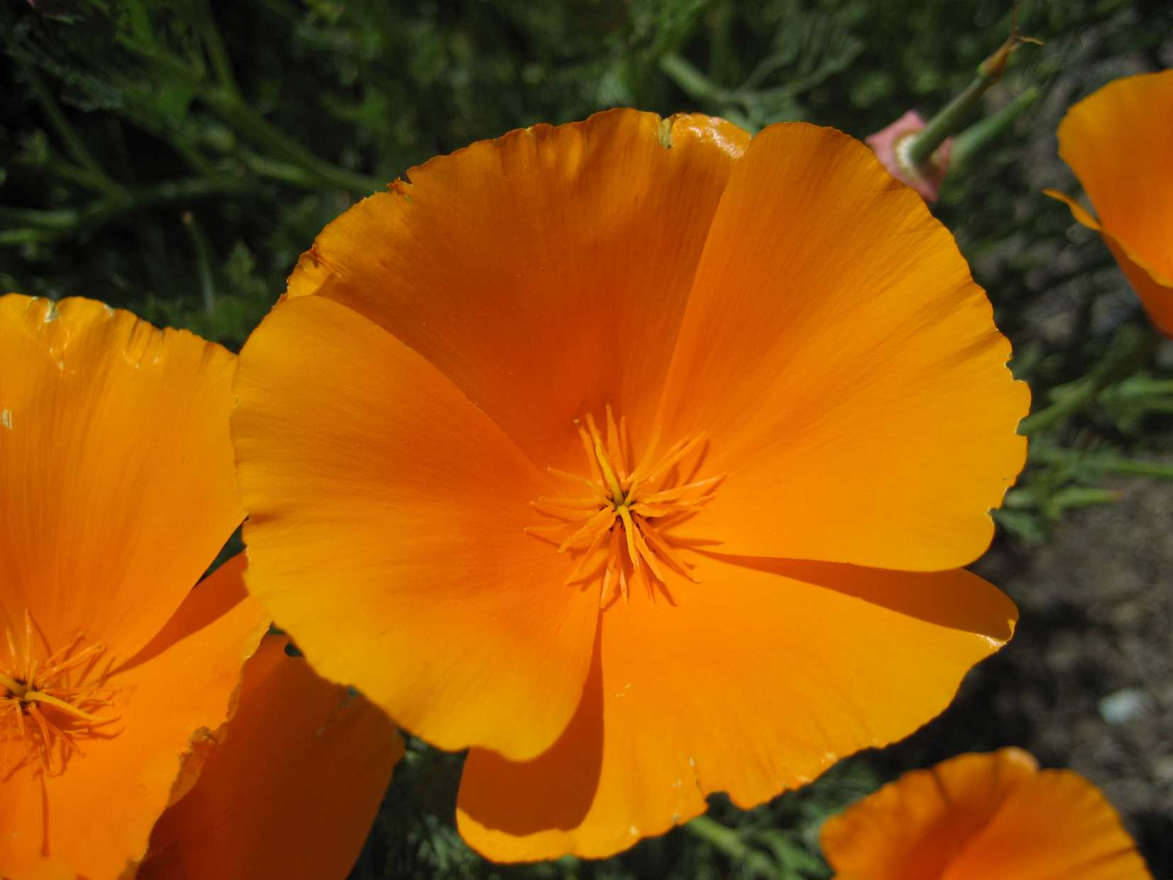 Eschscholzia californica 'Orange King' – California Poppy