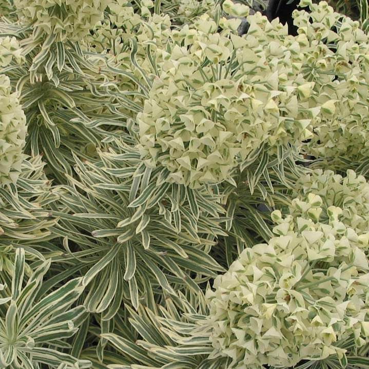 Euphorbia characias 'Tasmanian Tiger' – Spurge