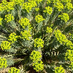 Euphorbia rigida – Rigid Spurge