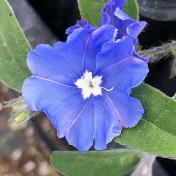 EVOLVULUS glomeratus 'Blue Daze' (Available Now)