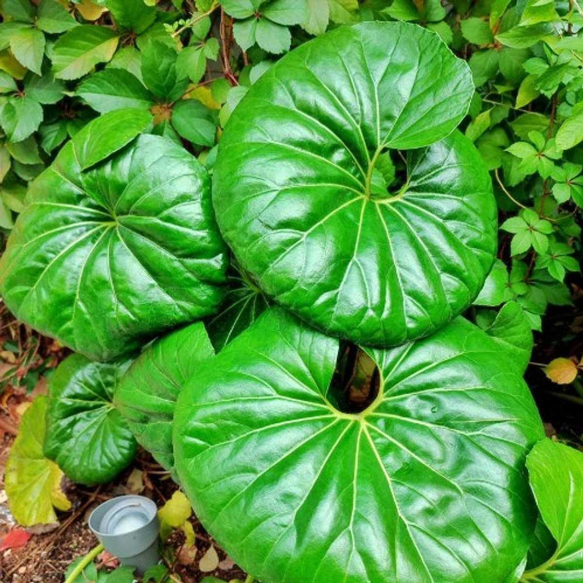 Farfugium japonicum var. giganteum – Giant Leopard Plant
