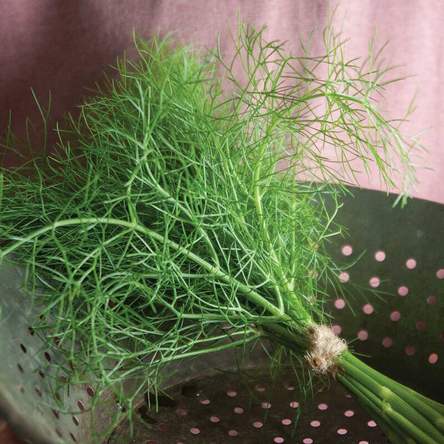 Foeniculum vulgare 'Grosfruchtiger' – Heirloom Fennel