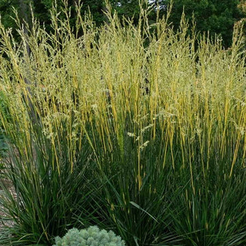 Festuca arundinacea 'Glow Sticks' – Tall Fescue Grass
