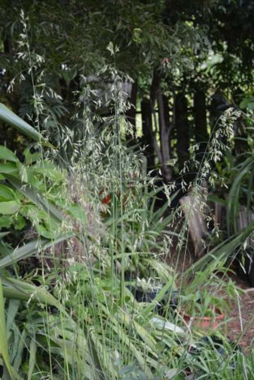 Festuca californica 'Willits Giant' – Giant California Fescue