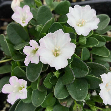 Falkia repens – Little Ears, African Morning Glory