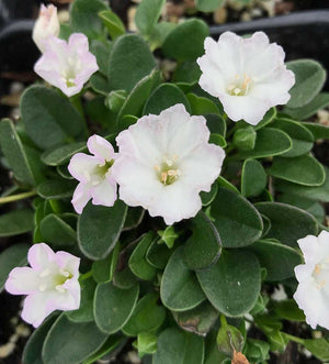Falkia repens – Little Ears, African Morning Glory