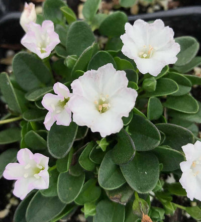 Falkia repens – Little Ears, African Morning Glory