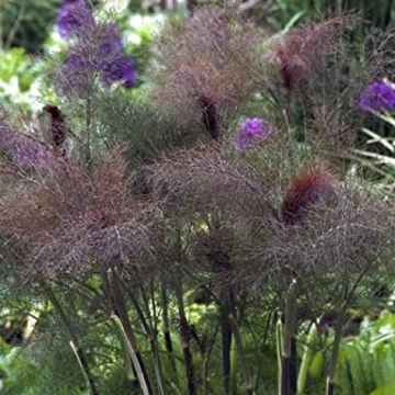 FENNEL 'Bronze'