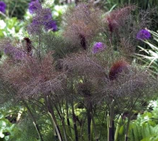 Foeniculum vulgare 'Bronze' – Bronze Fennel
