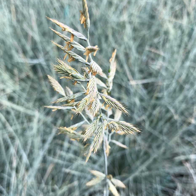 Festuca glauca 'Beyond Blue' – Blue Fescue