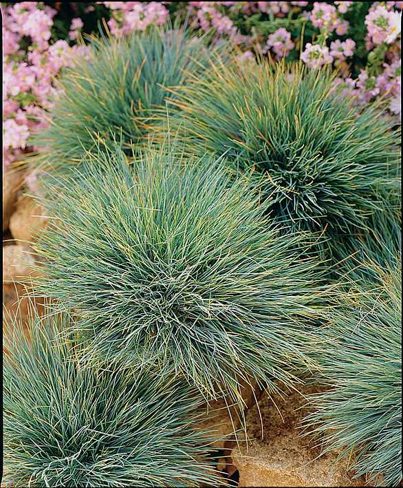 Festuca glauca 'Elijah's Blue' – Blue Fescue Grass – Russian River ...