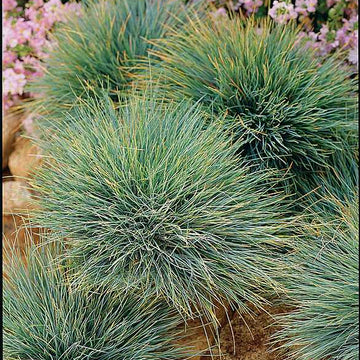 Festuca glauca 'Elijah's Blue' – Blue Fescue Grass