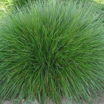 Festuca rubra – Red Fescue Grass