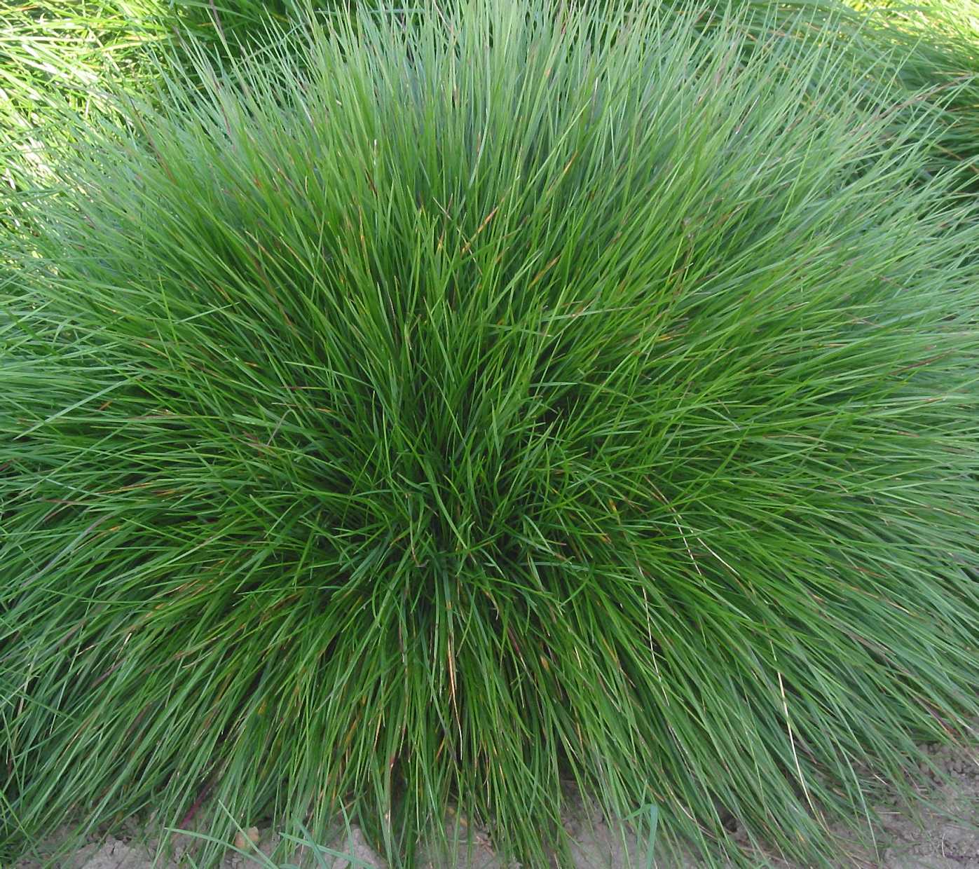 Festuca rubra – Red Fescue Grass