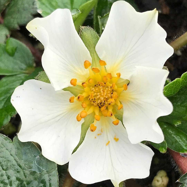 Beach Strawberry – live perennial, deer resistant